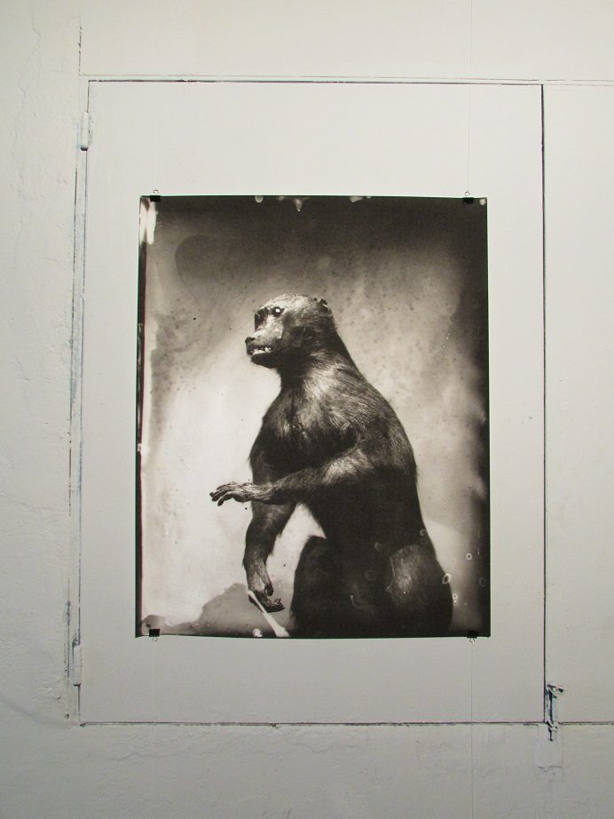 Baboon, photograph