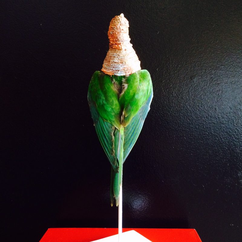 Rowan Corkill (London, England), Vigilant Things (Lovebird), 2015, Taxidermy Lovebirds. Brass bells. Ammonia. Bicarbonate. Imitation gold leaf. Rope. Padlocks. White Wood Base. $625. 