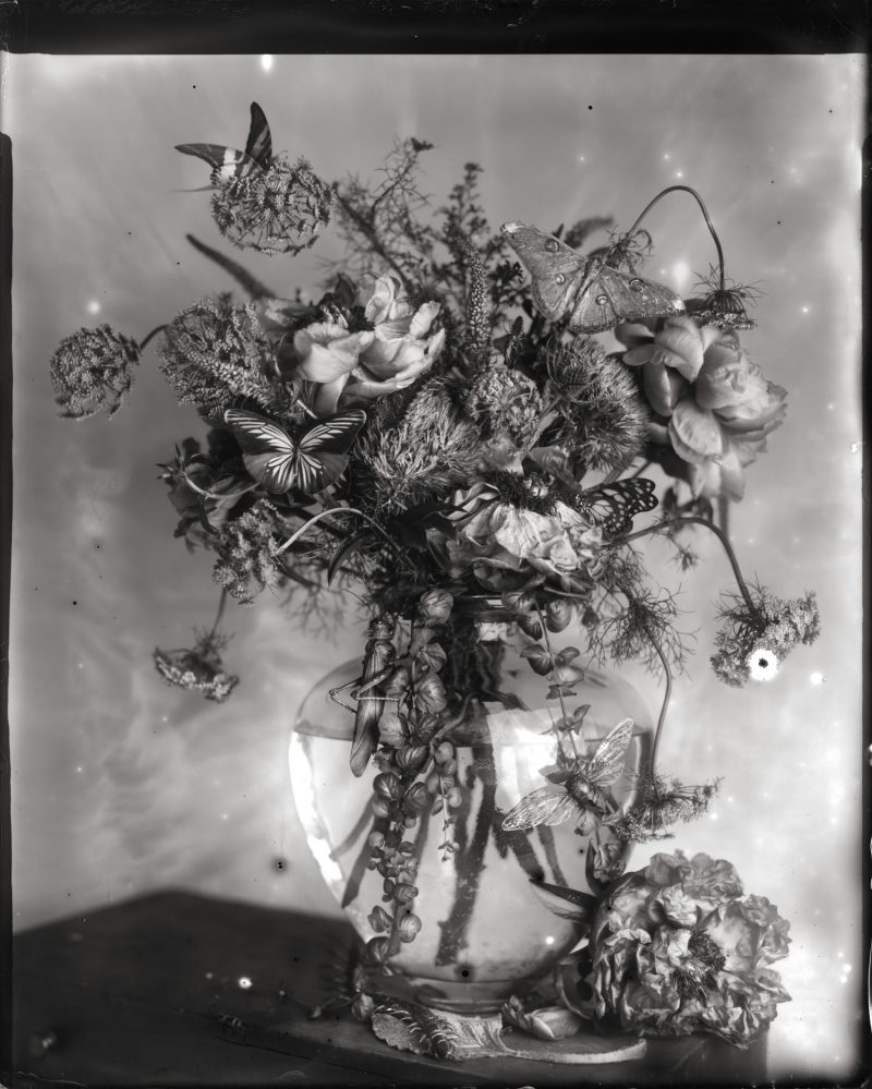 Whitney Lewis-Smith, What Came In With The Flowers, Photograph, Large format glass plate photography.  Pigment Print on archival cotton rag paper. All Editions of 10.  All available in these sizes (in inches) 16x20: $475 / 23x29: $650.00 / 30x38: $1000.00 / 44x55: $2200.00. Also available in Open Edition 8x10 inches @ $225 each.