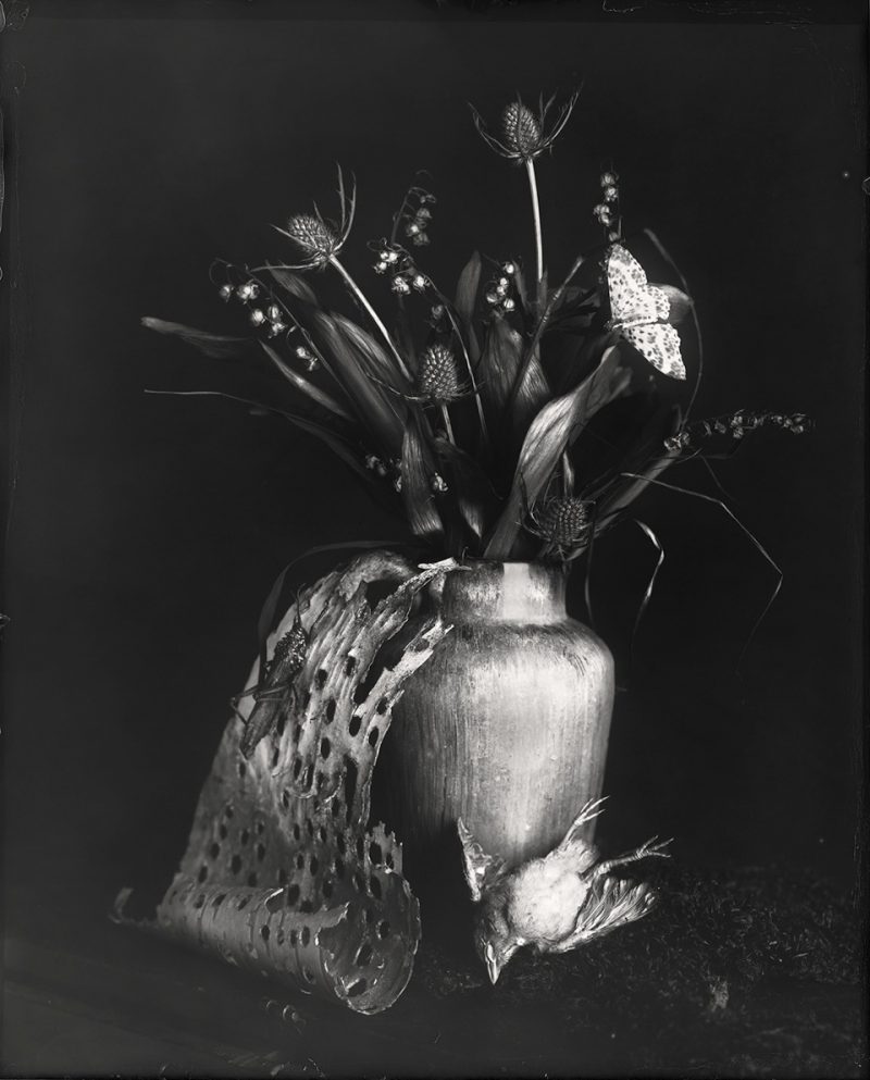 Whitney Lewis-Smith, A Gift of a Bird, Photograph, Large format glass plate photography.  Pigment Print on archival cotton rag paper. All in editions of 10. All available in these sizes (in inches) 16x20: $475 / 23x29: $650.00 / 30x38: $1000.00 / 44x55: $2200.00 . Also available in Open Edition 8x10 inches @ $225 each.