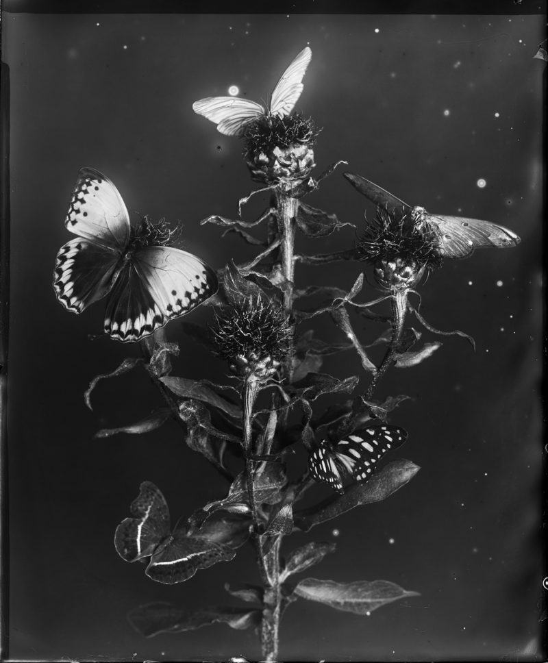 Whitney Lewis-Smith, Death of The Moth, Photograph, Large format glass plate photography.  Pigment Print on archival cotton rag paper, All Editions of 10.  All available in these sizes (in inches) 16x20: $475 / 23x29: $650.00 / 30x38: $1000.00 / 44x55: $2200.00. Also available in Open Edition 8x10 inches @ $225 each.