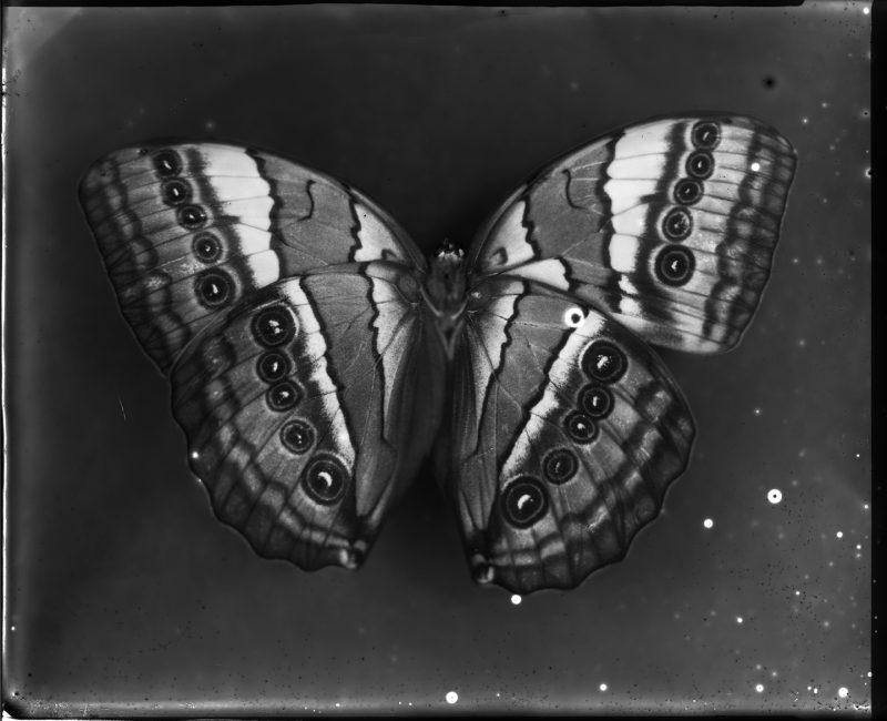 Whitney Lewis-Smith, Specimen, Photograph, Large format glass plate photography.  Pigment Print on archival cotton rag paper. All Editions of 10.  All available in these sizes (in inches) 16x20: $475 / 23x29: $650.00 / 30x38: $1000.00 / 44x55: $2200.00 . Also available in Open Edition 8x10 inches @ $225 each.