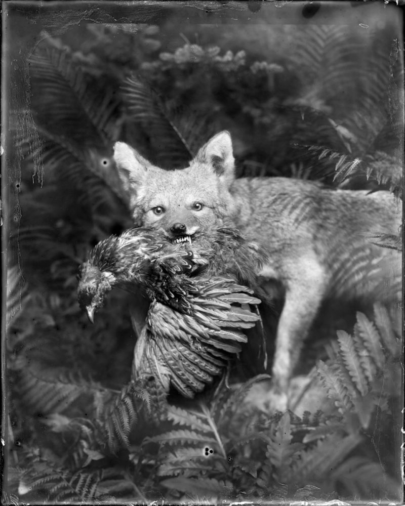 Coyote, Photograph,16 x 20 inches, 2013, $800