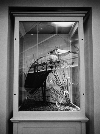 Captivity #05, Gelatin Silver Photograph, 11 x 7.25 inches, $125