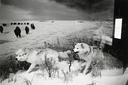 Captivity #10, Gelatin Silver Photograph, 11 x 7.25 inches, $125