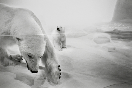 Captivity #20, Gelatin Silver Photograph, 11 x 7.25 inches, $125