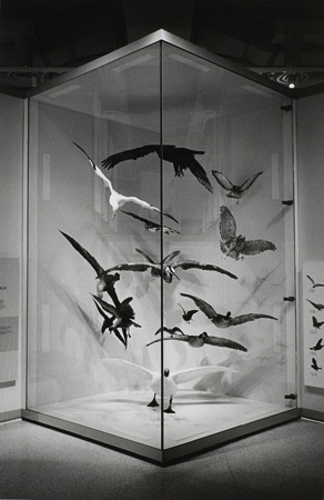 Captivity #27, Gelatin Silver Photograph, 11 x 7.25 inches, $125