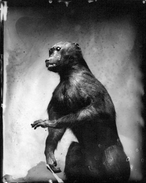 Whitney Lewis-Smith, Baboon, Photograph, Photograph, 16 x 20 inches (Edition of 5) $800, 40 x 32 inches (Edition of 3), $1500, 2011