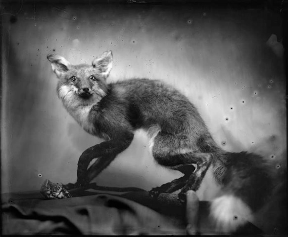 Whitney Lewis-Smith, Fox, Photograph, 16 x 20 inches (Edition of 5) $800, 40 x 32 inches (Edition of 3), $1500, 2011 / Large Edition Sold Out.