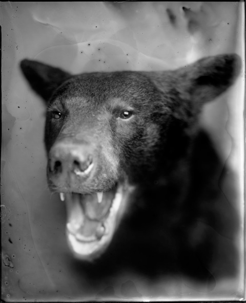 Whitney Lewis-Smith, Bear, Photograph, 16 x 20 inches (Edition of 5) $800, 40 x 32 inches (Edition of 3), $1500, 2011