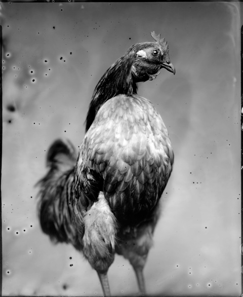 Whitney Lewis-Smith, Chicken, Photograph, 16 x 20 inches (Edition of 5) $800, 40 x 32 inches (Edition of 3), $1500, 2011