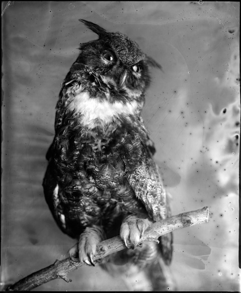 Whitney Lewis-Smith, Dark Owl, Photograph, 16 x 20 inches (Edition of 5) $800, 40 x 32 inches (Edition of 3), $1500, 2011