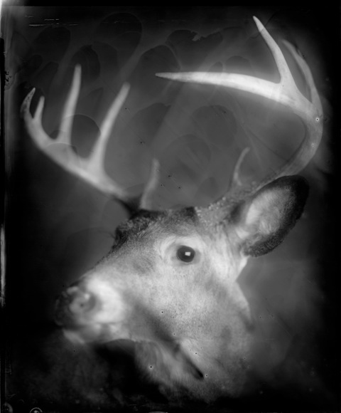 Whitney Lewis-Smith, Buck, Photograph, 16 x 20 inches (Edition of 5) $800, 40 x 32 inches (Edition of 3), $1500, 2011