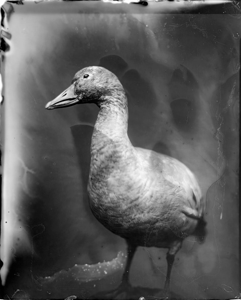 Whitney Lewis-Smith, Duck, Photograph, 16 x 20 inches (Edition of 5) $800, 40 x 32 inches (Edition of 3), $1500, 2011