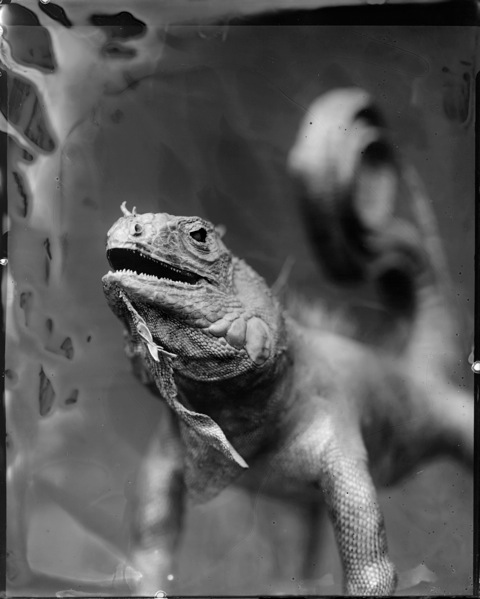 Iguana, Photograph, 16 x 20 inches (Edition of 5) $800, 40 x 32 inches (Edition of 3), $1500, 2011