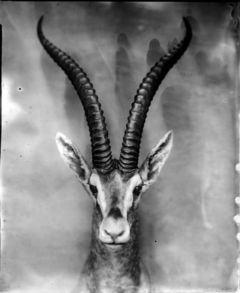 Whitney Lewis-Smith, Impala, Photograph, 16 x 20 inches (Edition of 5) $800, 40 x 32 inches (Edition of 3), $1500, 2011