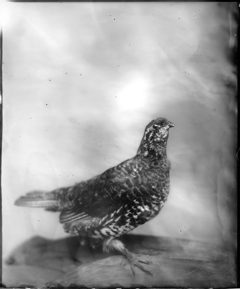 Whitney Lewis-Smith, Pheasant, Photograph, 16 x 20 inches (Edition of 5) $800, 40 x 32 inches (Edition of 3), $1500, 2011