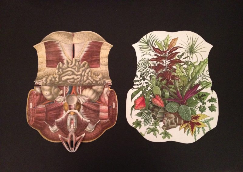 Cindy Stelmackowich (Ottawa, Canada), Vegetative Gynecology #1, Vintage anatomical and botanical illustrations, plexiglas, chrome, 22 x 13 inches / 51 x 33 cm. 2014