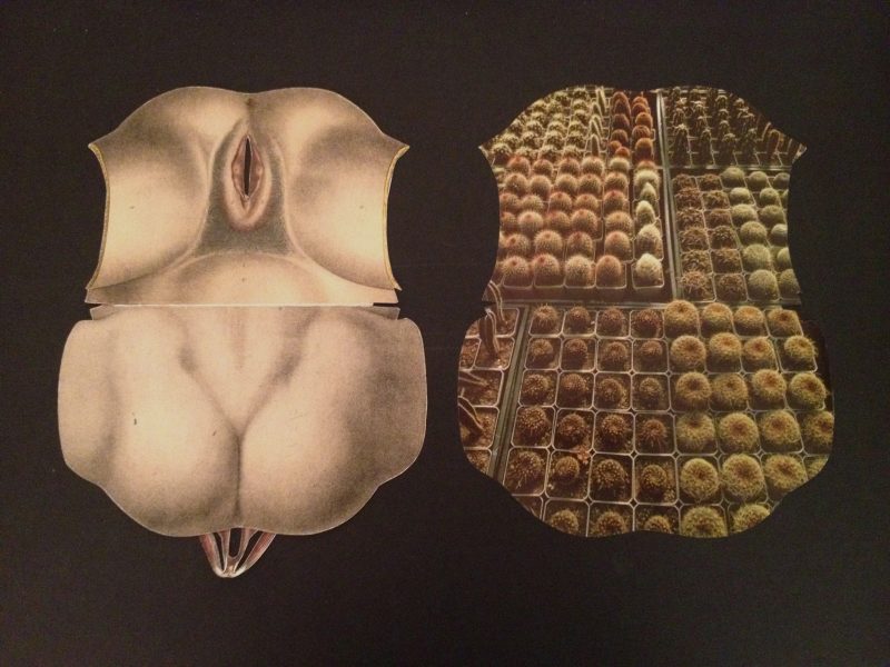 Cindy Stelmackowich (Ottawa, Canada), Vegetative Gynecology #2, Vintage anatomical and botanical illustrations, plexiglas, chrome, 22 x 13 inches / 51 x 33 cm. 2014