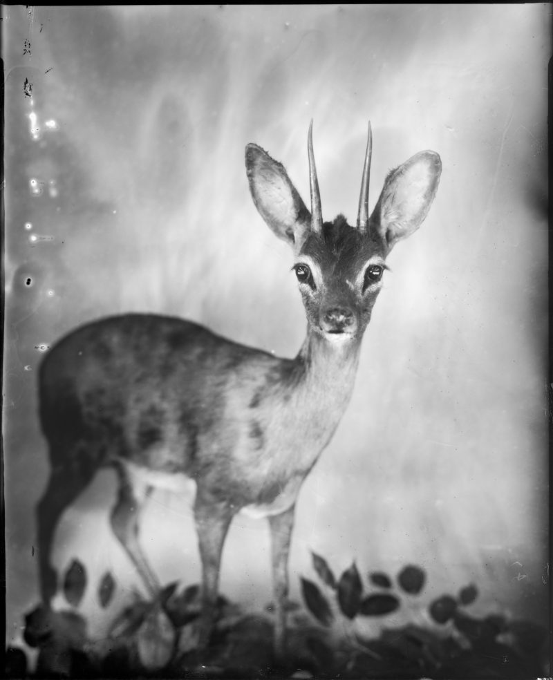 Featured Artist: Whitney Lewis-Smith, (Ottawa, Canada), Horned Deer, 2015, Artist Proof, 48cm x 38cm, 350 Euro