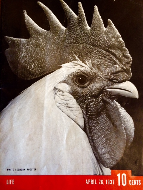 Life Magazine April 26, 1937 : Cover - White Leghorn Rooster, 100 pages, 14 x 10.5 inches, $25. 