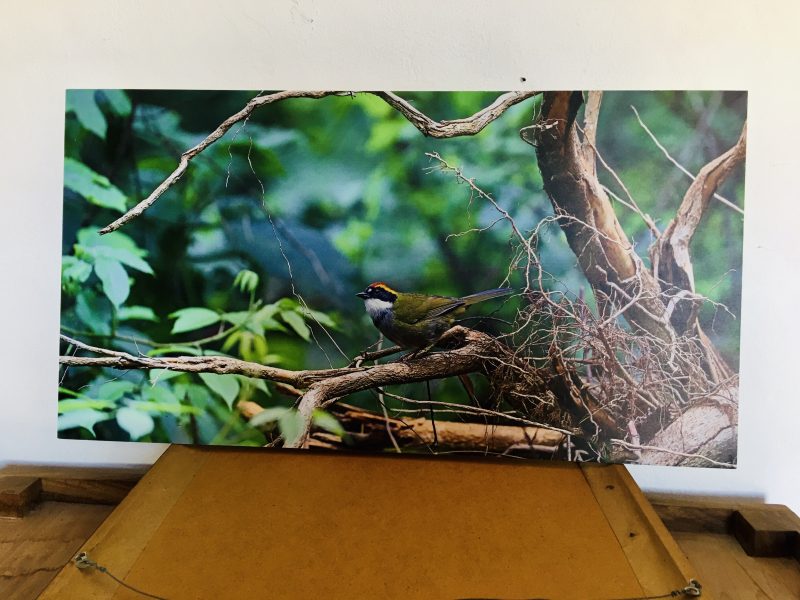 Beautiful Photograph of Colorful Bird in the Wild, Unknown Artist. Titled 'Salton Gorricastano'. Mint Condition. This Digital Photograph is dry mounted onto thick foamcore backing, with two wood braces for extra support. Ready to hang on the wall. Measures 32.5 inches width x 17 inches height. $400 pesos. 