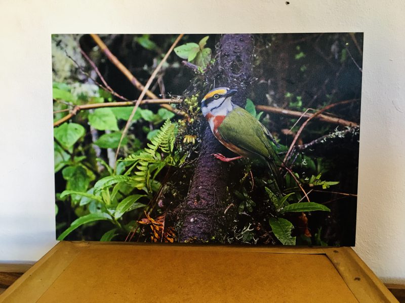 Beautiful Photograph of Colorful Bird in the Wild, Unknown Artist. Titled 'Vireon Pechicastano'. Mint Condition. This Digital Photograph is dry mounted onto thick foamcore backing, with two wood braces for extra support. Ready to hang on the wall. Measures 21.75 inches width x 15 inches height. $300 pesos. 
