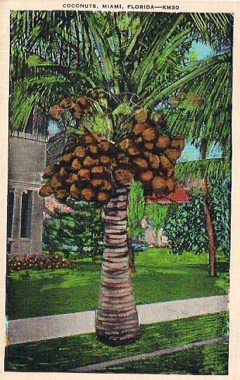 Vintage Postcard, 'Coconuts, Miami, Florida', 3.5 x 5.5 inches, No handwrting on verso, Made in USA, Great condition, $15.
