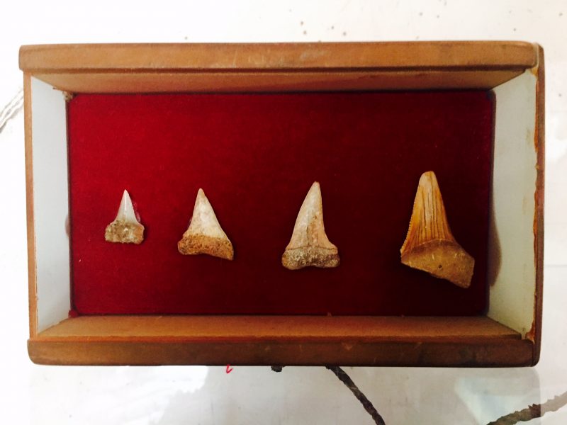 Vintage Shark Tooth Display