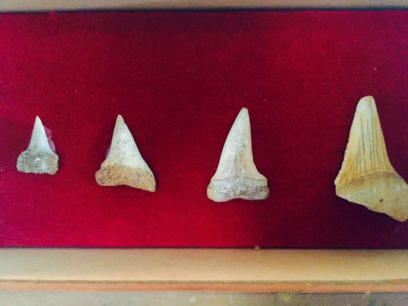 Vintage Shark Tooth Display