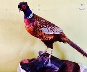 SOLD. Ringneck Pheasant Taxidermy Bird