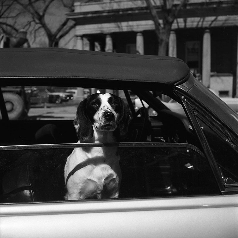 Vivian Maier, Wilmette, IL. Dog in Car. 1968.