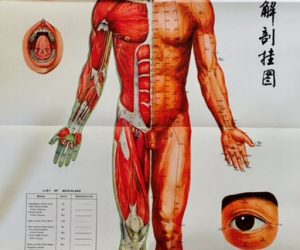 Vintage Illustrated Anatomical Chart