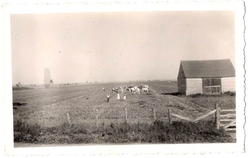 Vintage Anonymous Photograph, Farm Life; Cows Cows Cows', Ink Stamped on verso; 'A. Grodin, 294 St. Georges, Trois-Rivieres', 1950's, Measures 4.5 x 3 inches. $15
