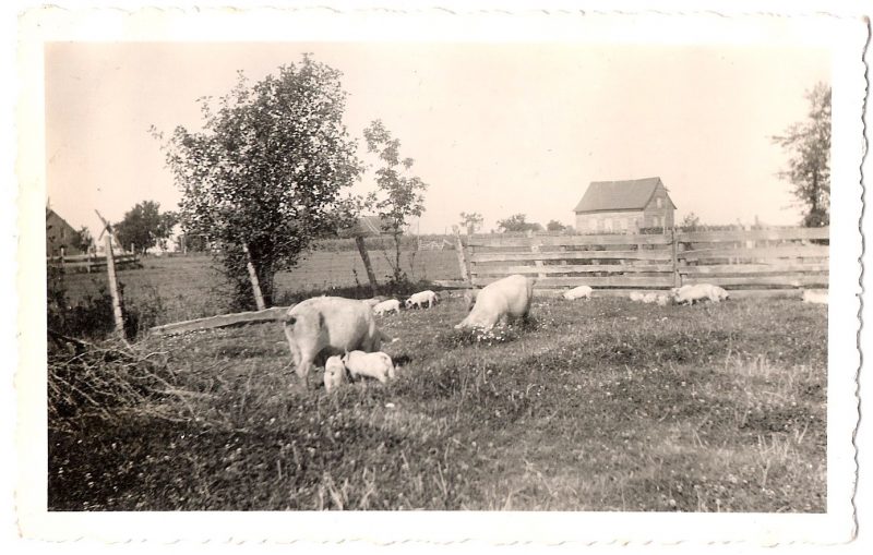 Vintage Anonymous Photograph, 'Farm Life; Pigs Pigs Pigs', Ink Stamped on verso; 'A. Grodin, 294 St. Georges, Trois-Rivieres', 1950's, Measures 4.5 x 3 inches. $15