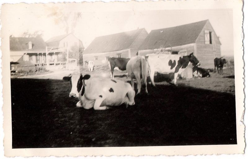 Vintage Anonymous Photograph, 'Farm Life; Cows Cows Cows', Ink Stamped on verso; 'A. Grodin, 294 St. Georges, Trois-Rivieres', 1950's, Measures 4.5 x 3 inches. $15