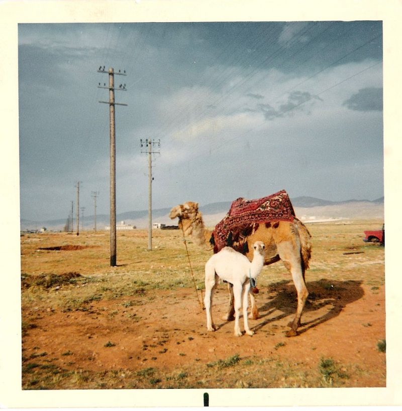 Mid Century Authentic Photograph, 'Mama Camel & White Baby Camel', Measures 3.5 x 3.5 inches. ON HOLD cause its fabulous.