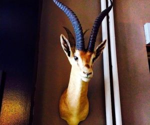 SOLD. Impala Antelope Mount Taxidermy