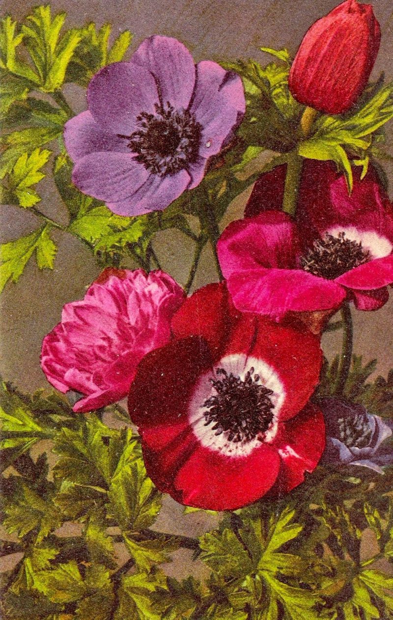 Mid Century Vintage Postcard, 'Poppies'.  Handwriting on verso, Dated 1943, New York, USA. Measures approx. 3.5 x 5.25 inches (sizes vary). $15.