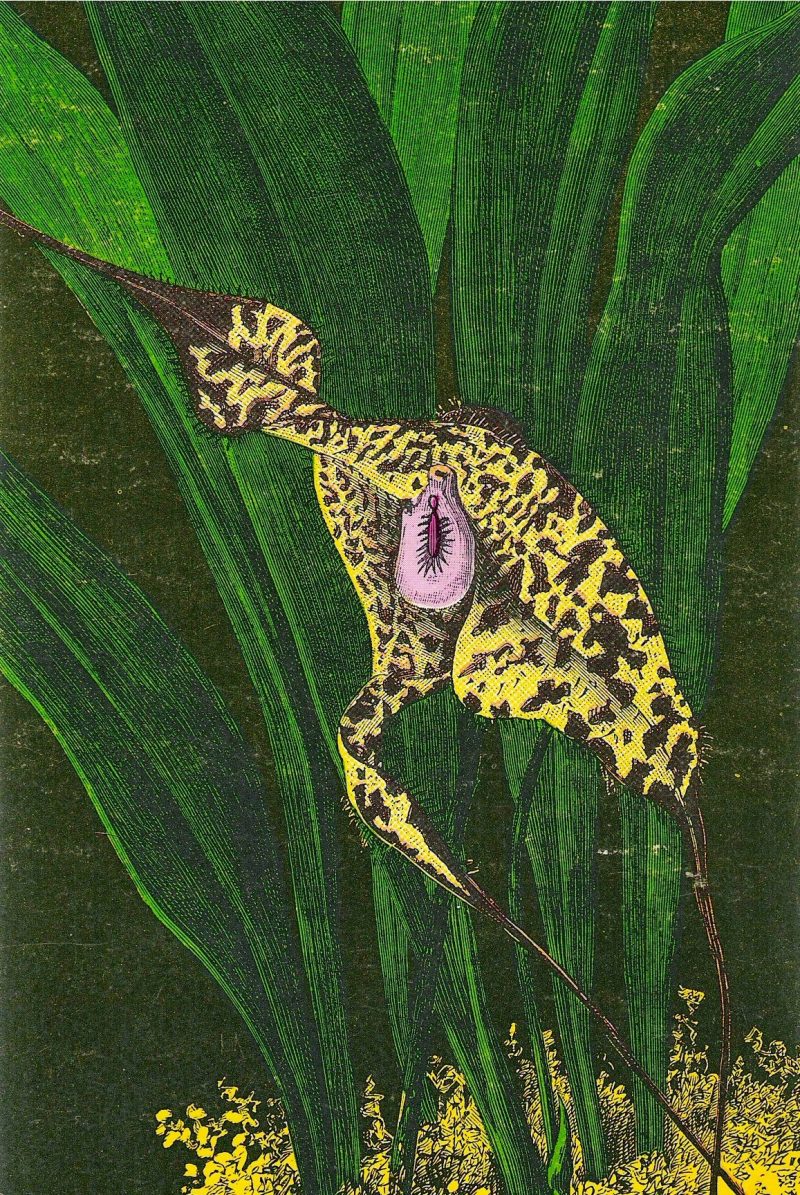 Vintage Postcard, 'Fleur Post 9 / Death to Wasps'. Printed at Visual Studies Workshop, Rochester, NY, USA by Willyum Rowe, 1980. No handwriting on verso. Measure approx. 4 x 5 inches. $35. (Rare)