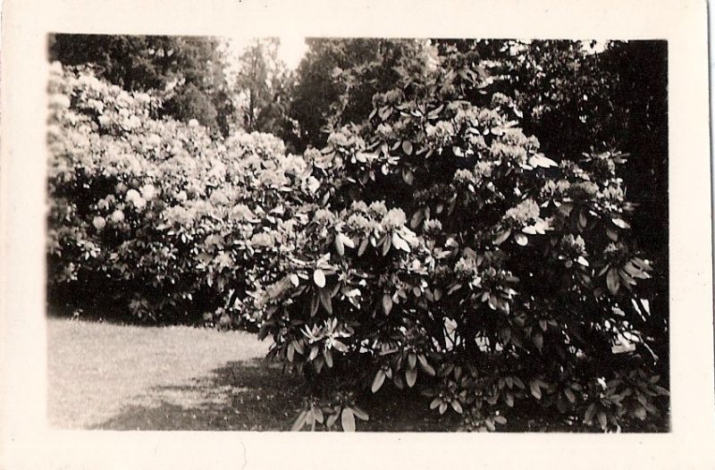 Mid Century Vintage Authentic Photograph, 'Beautiful Garden'. Measures 2.27 x 2 inches. From an American Estate Sale. $15