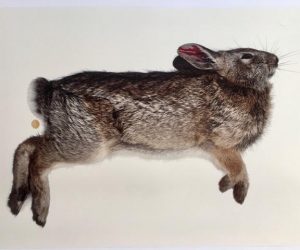 SOLD. ‘Road Kill’ Series Photograph by Lynne Anderson 2005