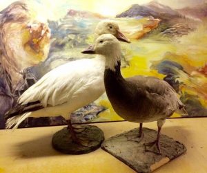 SOLD. Pair of Vintage Taxidermy Brown & White Geese