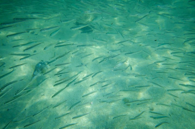 Underwater Photo of School of Small Fish. Photo by Glen Paling.