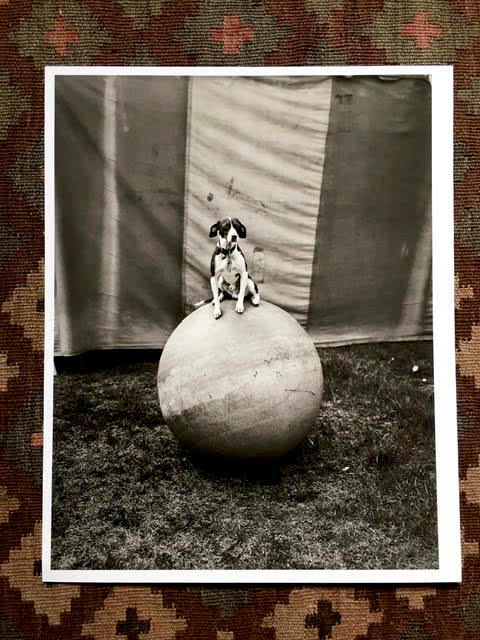 Randal Levenson (Miami, USA), In Search of the Monkey Girl, Morris the Dog. Digital Print made approx. 2014 from Original Negative. Unsigned. Open Edition. USD$400 / print only