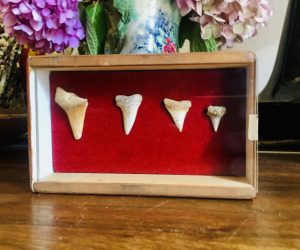 Vintage Shark Tooth Collection