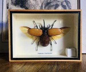SOLD. Collection of 4 Framed Preserved Insects