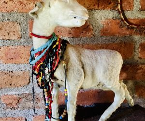 Taxidermy Baby Goat with Ornate Necklaces Folk Art Mexico