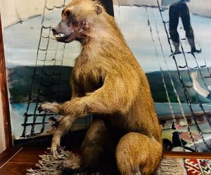 SOLD. Authentic Mid Century Taxidermiy Baboon