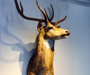 Vintage Taxidermy Whitetail Deer Shoulder Mount on Wood Base